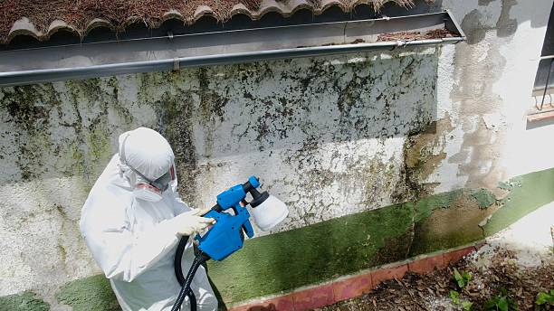 Trusted Mold Remediation service in Erwin, NC - Cheap Mold Removal